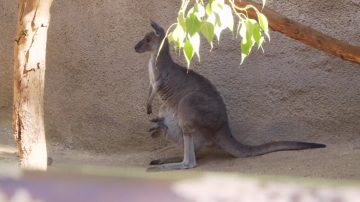 洛動物園無尾熊失蹤 山獅晚餐加菜？