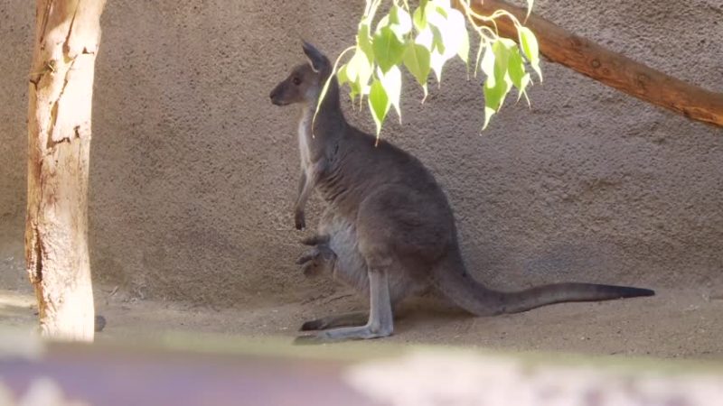 洛動物園無尾熊失蹤 山獅晚餐加菜？