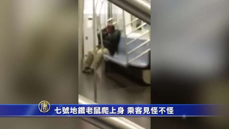 七號地鐵老鼠爬上身 乘客見怪不怪