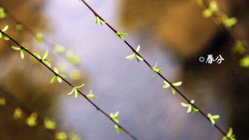 【传统文化】春分