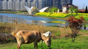 江苏山寨“悉尼歌剧院”荒废多年变菜园