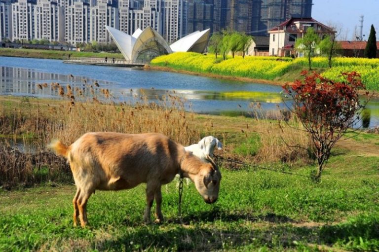 江蘇山寨「悉尼歌劇院」荒廢多年變菜園