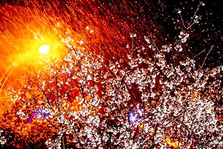 武漢3月飄雪  櫻花奇景迷人