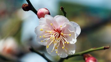 韓國報春的梅花（組圖）