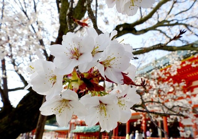 日本東京櫻花提前綻放  3月底是最佳賞櫻期