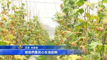 寒害影响 瓜果类蔬菜产量少5成