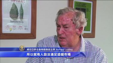 打击偷猎 肯尼亚将焚毁105吨象牙