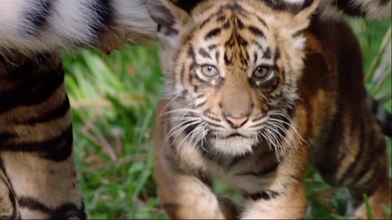 聖地亞哥動物園 三隻小老虎亮相