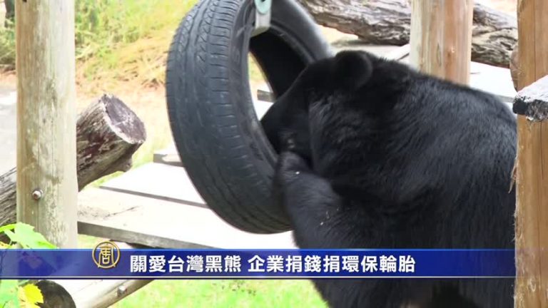 關愛台灣黑熊 企業捐錢捐環保輪胎