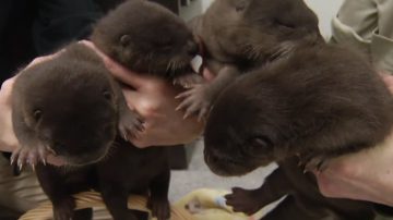 威斯康星動物園 新添四隻水獺寶寶