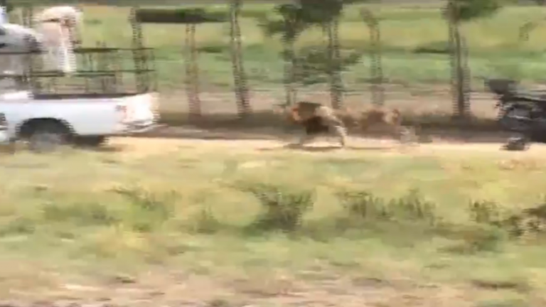 迷路雄獅衝進人群      管理員不得不開槍射擊（視頻）
