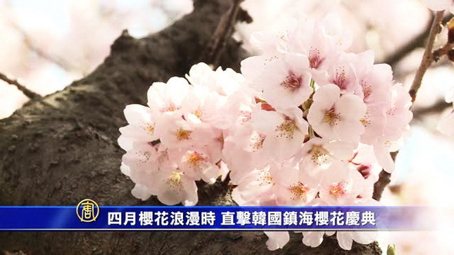 四月櫻花浪漫時 直擊韓國鎮海櫻花慶典