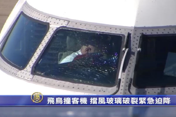 飛鳥撞客機 擋風玻璃破裂緊急迫降