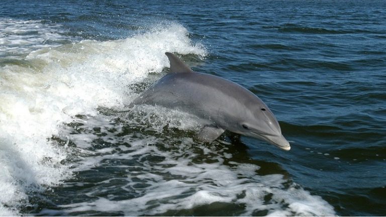 「海上救生員」  海豚的利他傳奇
