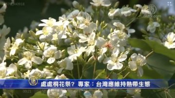 處處桐花祭? 專家：台灣應維持熱帶生態