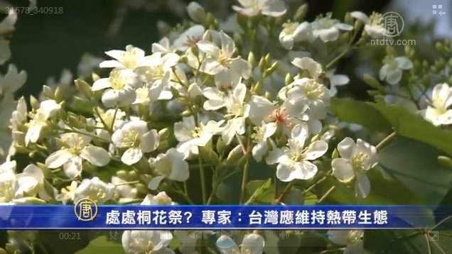 處處桐花祭? 專家：台灣應維持熱帶生態