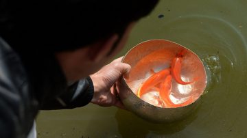 放生變殺生？五百斤活魚投北京污水隨即翻白肚