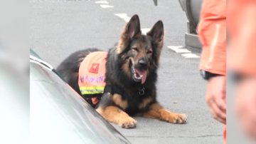 搜救犬训练揭密 地震救灾立大功