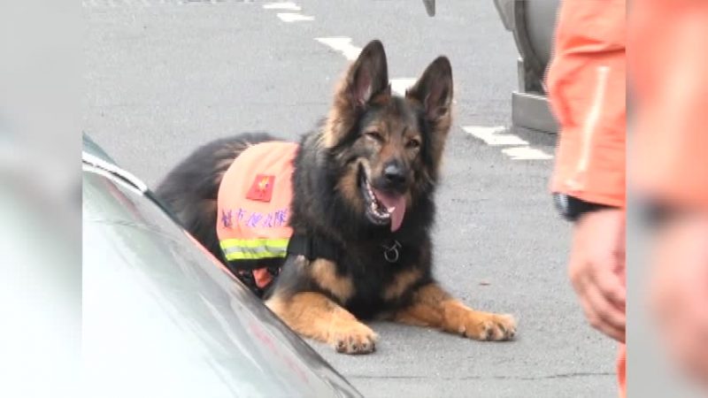 搜救犬训练揭密 地震救灾立大功