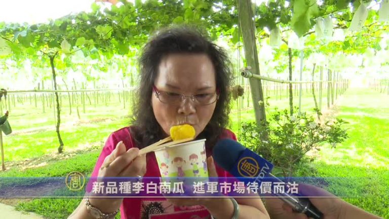 新品種李白南瓜 進軍市場待價而沽