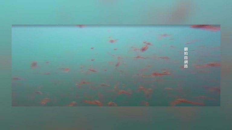 無害紅蟹鋪滿北加蒙特利海灘