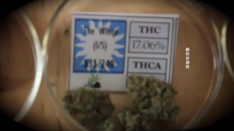 加州大選 大麻合法化公投捲土重來