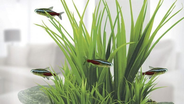 Marina 360度觀賞魚缸套裝