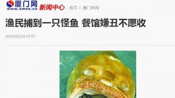 廈門漁民捕獲驚悚怪魚 餐館嫌醜怕毒不敢收