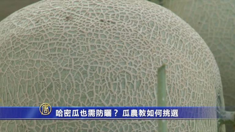 哈密瓜也需防曬？瓜農教如何挑選