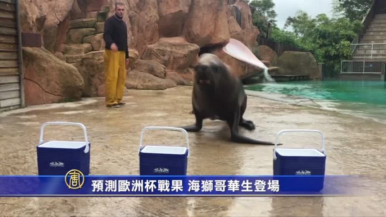 預測歐洲杯戰果  海獅哥華生再上陣