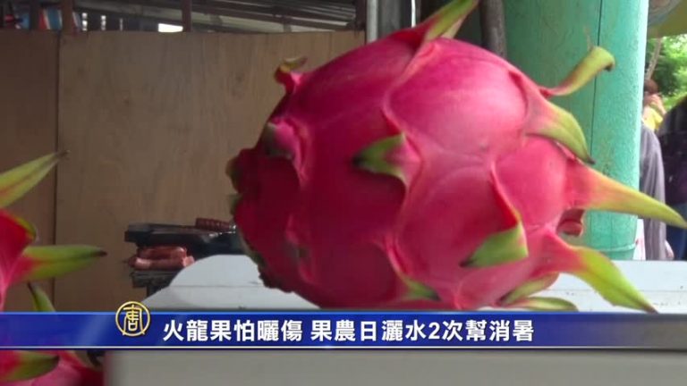 火龍果怕曬傷 果農日灑水2次幫消暑