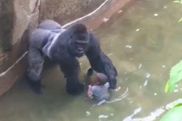 兒童誤闖動物園 猩猩被殺引發爭議
