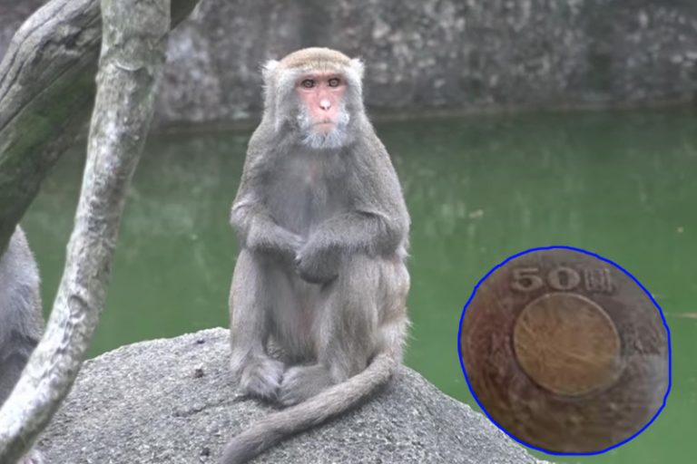 台灣獼猴吃飯會付錢!? 背後原因有料報(視頻)