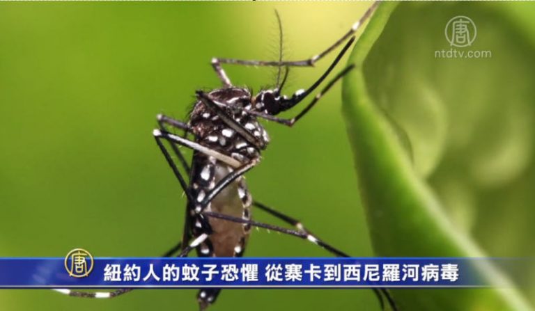 注意防蚊子 紐約發現西尼羅河病毒