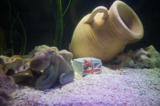 英國歐盟會不會分手？章魚哥這麼說