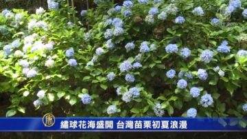 繡球花海盛開 台灣苗栗初夏浪漫