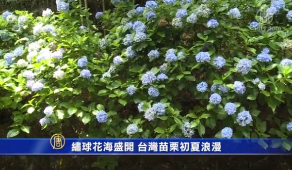 繡球花海盛開 台灣苗栗初夏浪漫