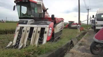 护国神山挡风雨 云林稻农上午抢收作物