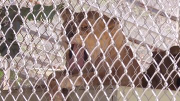 洛杉磯山火受控 動物重返家園