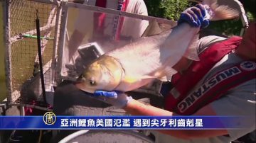 亞洲鯉魚氾濫成災 美政府找來終極殺手