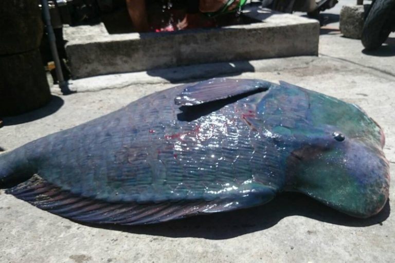 藍色隆頭大怪魚衝上海岸 台各界聚焦