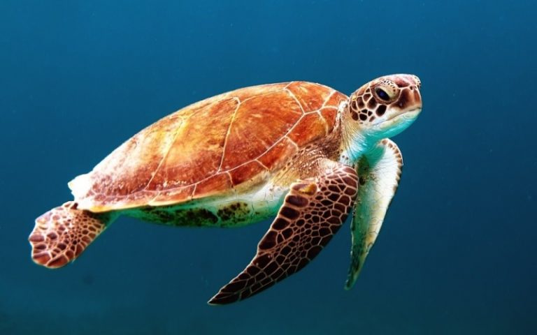 探索深海奧秘  加拿大科學家7月中旬啟程