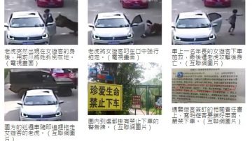 震驚！老虎咬人片段曝光 北京女下車20秒被拖走（視頻）