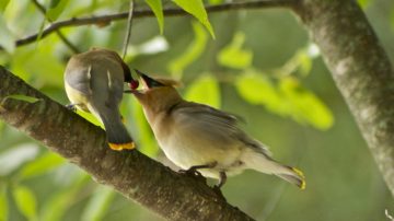 匹特湖濕地野鳥生態解說（溫哥華）