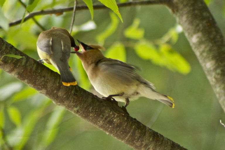 匹特湖濕地野鳥生態解說（溫哥華）