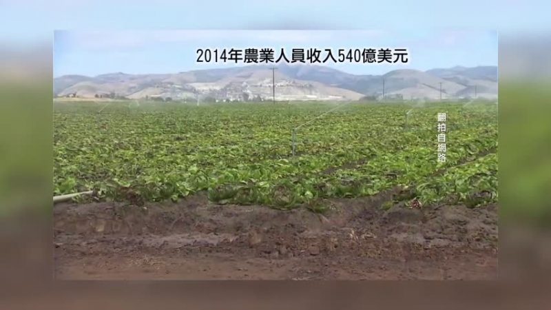 加州干旱休耕八万亩 2016损失六亿元