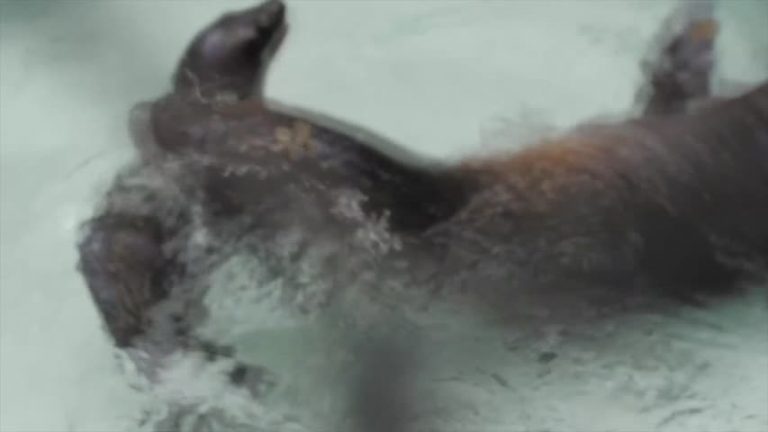 休市動物園小海獅學游泳萌態可掬