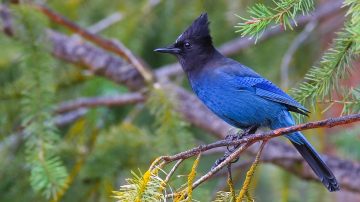 北溫哥華市楓木沙洲野鳥生態解說