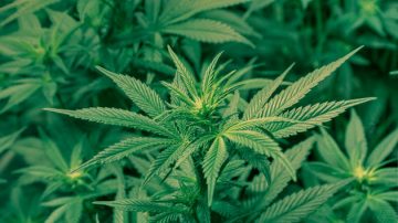 醫用大麻合法化 聯邦政府再說「不」