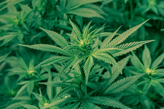 醫用大麻合法化 聯邦政府再說「不」